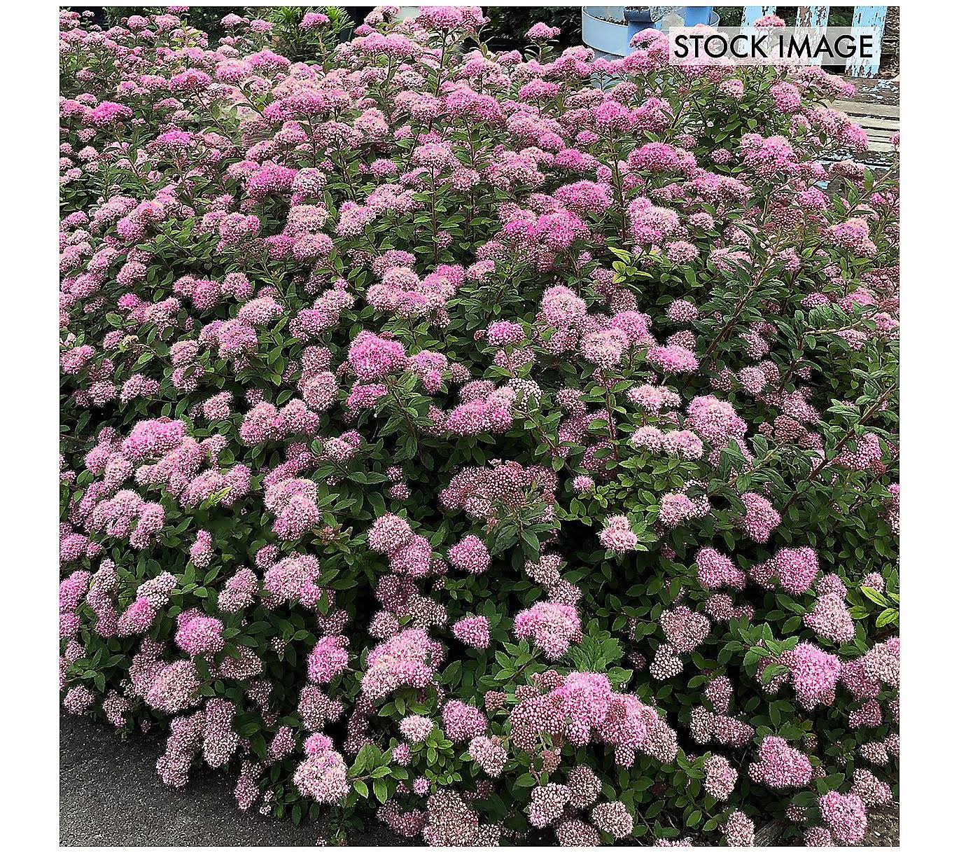 4af4f1e1e3634cfdb03196bd5621b84de0b3c1e8f4e703e9cd6c665fa3a42a21.jpg Van Zyverden Spiraea Poprocks Petite 4 inch Potted Rocketliners Set of 3 Plants Pink Full Sun - Image 1