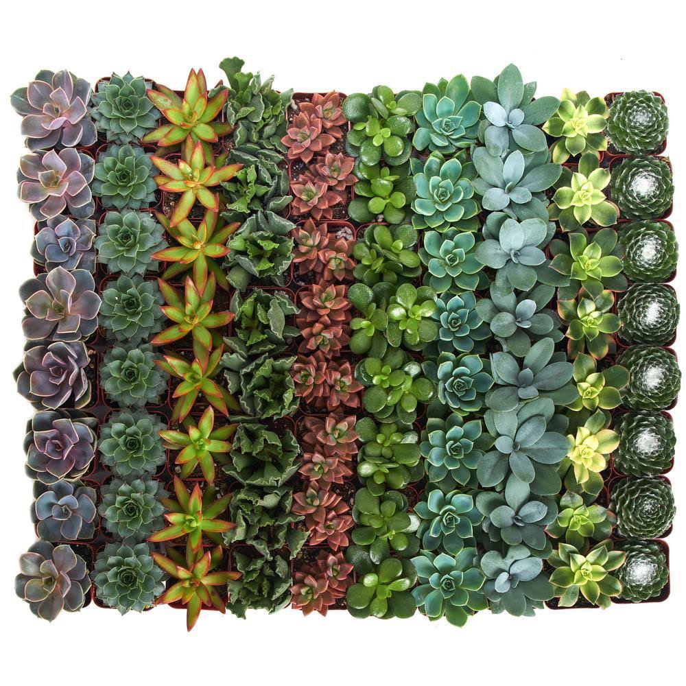 4b10483e06a8b0be2ed1e265e37d4ed7e15a6e506a5bb1bae2bbfb28cc924e4b.jpg Shop Succulents 2 in. Assorted Succulent (Collection of 20) - Image 1