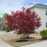 2-3 ft. - Emperor Japanese Maple Tree - Brilliant Red Maple Leaves All Season Long | Brighter Blooms
