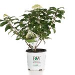 Proven Winners 1 gal. Bobo Hardy Hydrangea (Paniculata) Live Shrub, White to Pink Flowers