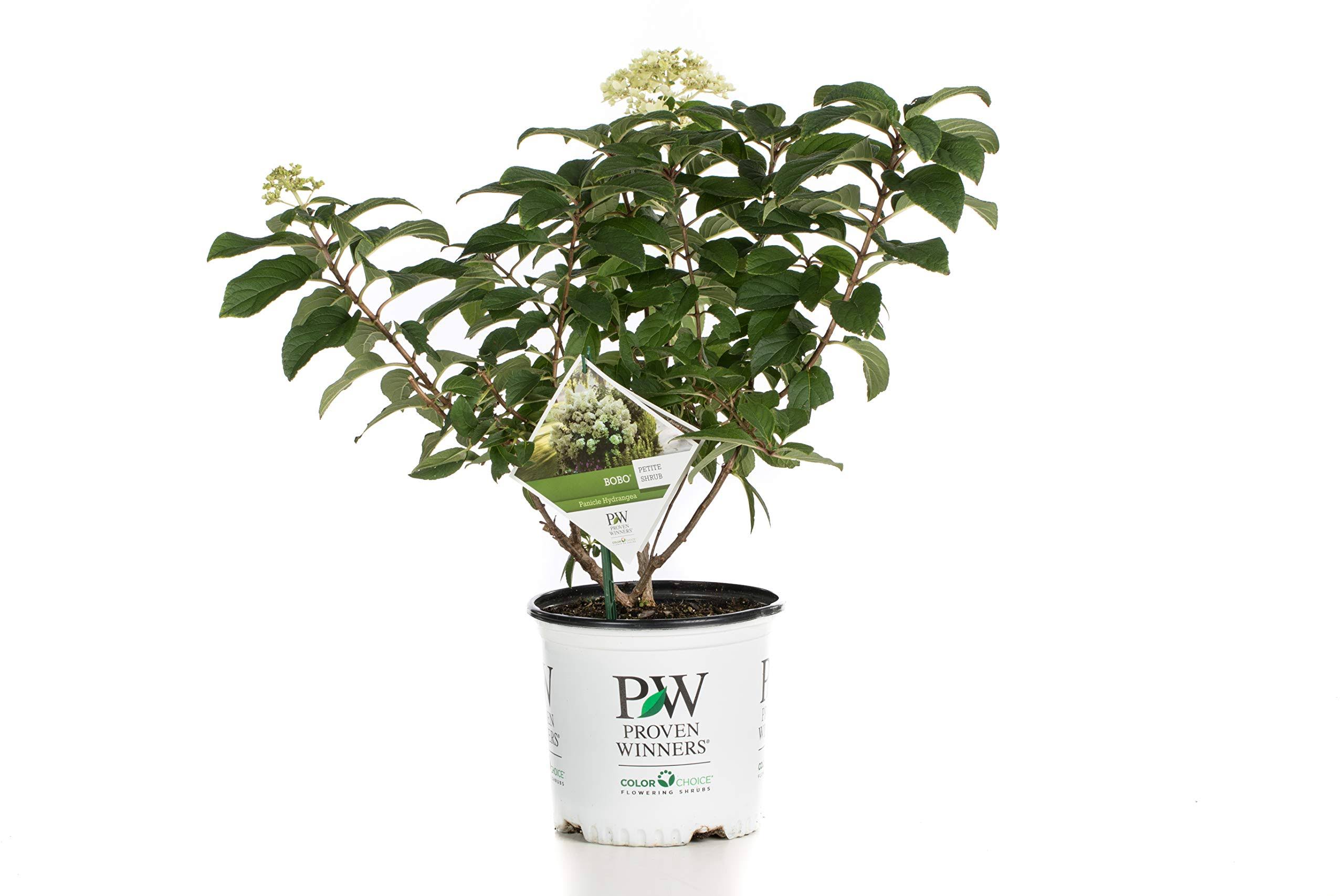 4c09db83c81e1764223aa4d97e79c7d4da7e87907d4604e47eceee18a12df9dc.jpg Proven Winners 1 gal. Bobo Hardy Hydrangea (Paniculata) Live Shrub, White to Pink Flowers - Image 1