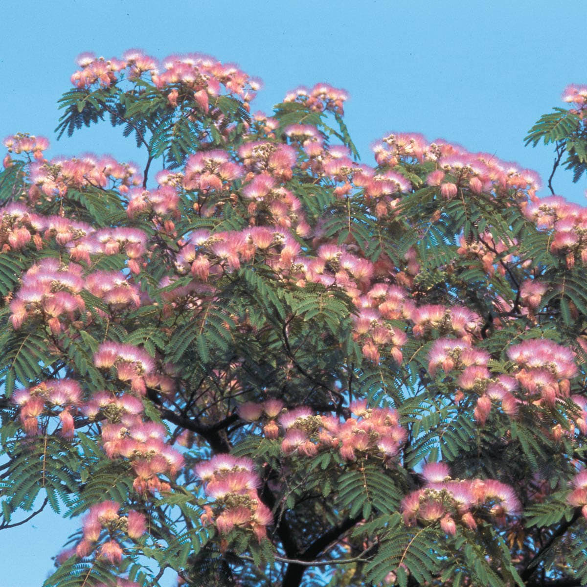 4c1f94bb626fff7032bc1fc06c0f02306ee4b78edf1012768803e08e0412202a.jpg Hardy Mimosa Dormant Bare Root Flowering Starter Shrub (1-Pack) - Image 1