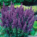 Gardens Alive! Purple Plumosa Double Flowering Salvia Perennial Plant in 1-Pack Bareroot | 04695