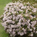 2.25 gal. Indian Hawthorn Snow White Flowering Shrub with White Blooms