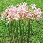 Daylily Nursery 3 Bareroot Pink Spider Lily/Surprise Lily/Naked Lady Lily/Resurrection Lily/August Lily/Raidanti Squamigera