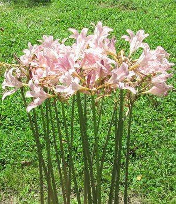 4c93e02b8c61b77823d5a1ebecf455e4b1c5ee3c8582418458c6ac9533fe1ba2.jpg Daylily Nursery 3 Bareroot Pink Spider Lily/Surprise Lily/Naked Lady Lily/Resurrection Lily/August Lily/Raidanti Squamigera - Image 1