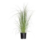 Flowerwood Outdoor Live Pampas Grass Ornamental Grass 2.5 qt, White