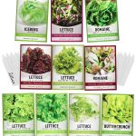 Salad Greens Lettuce Seeds Heirloom Vegetable Seed 23,000 Seeds for Planting Indoors and Outdoor 10 Packs - Buttercrunch, Romaine, Iceberg, and More