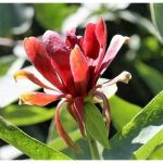 10 Sweetshrub Carolina Allspice Fragrant Calycanthus Floridus Shrub Flower Seeds