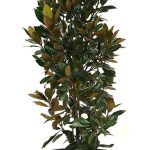 Southern Planters White Flowering Little Gem Magnolia Tree in Pot (with Soil)
