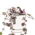 Rare Variegated String of Hearts - Rosary Vine - Ceropegia Woodii 4 inch / Minimalist Pot by Succulents Box
