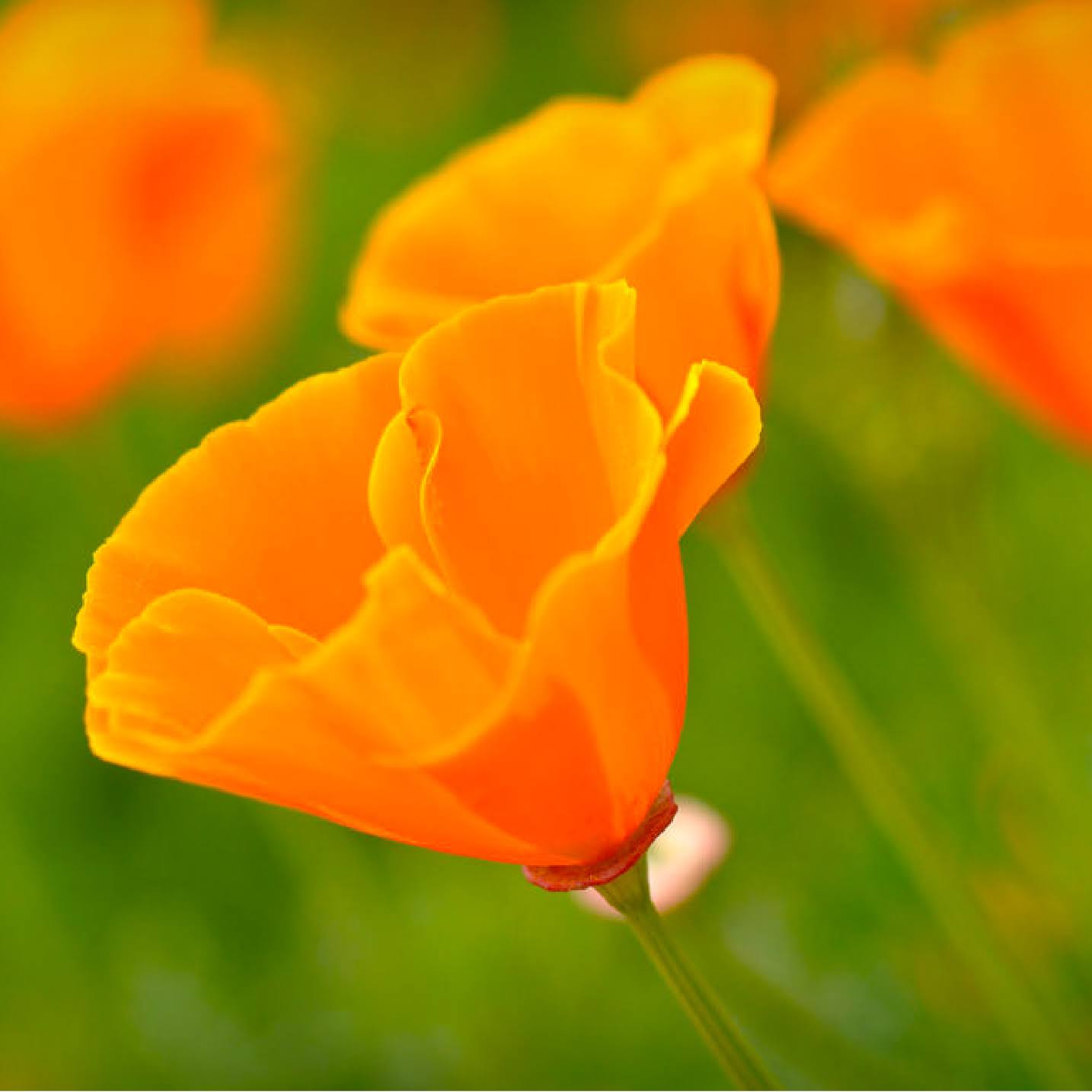 4e47bb8d56d2f8b764d7da13b4c4af0979239f641179409abe50e67df189117b.jpg California Poppy Seeds - Over 20,000 Premium Native Wildflower Seeds - Eschscholtzia Californica California State Flower - Image 1