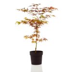 1 gal. Bloodgood Japanese Maple Tree - Dark Red Leaves, Cold Hardy, Bright Fall Color