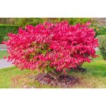 1 gal. Dwarf Burning Bush Shrub (2-Pack)