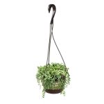 Altman Plants Senecio Raindrops in 6-in Hanging Basket | 0883258