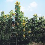 Gurney's Sunflower Skyscraper, Bright Yellow Flowers (50 Seed Packet)