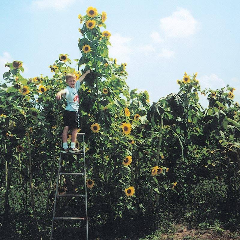 511c63ff47720c92cfe8f87a2725b61debd57c878220a0c2ae310974ca96dc00.jpg Gurney's Sunflower Skyscraper, Bright Yellow Flowers (50 Seed Packet) - Image 1