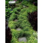 Classy Groundcovers - Mondo Grass Monkey Grass, Lilyturf, Japanese Snake's Beard, Kyoto, Compactus Mondo Grass {50 Bare Root Plants}