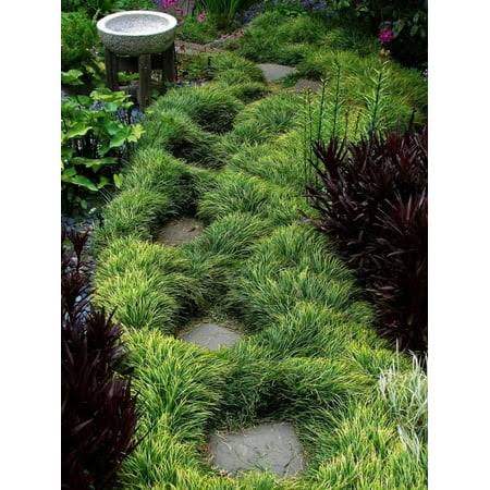 515963fbe611dccdab81f6345cc5fdc6839b024f278989135cd11f2d3564a096.jpg Classy Groundcovers - Mondo Grass Monkey Grass, Lilyturf, Japanese Snake's Beard, Kyoto, Compactus Mondo Grass {50 Bare Root Plants} - Image 1