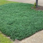 Blue Rug Juniper 2.5 qt