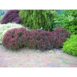 1 gal. Crimson Pygmy Dwarf Japanese Barberry Shrub Rich Purple Foliage, Compact Growth, Beautiful Red Berries