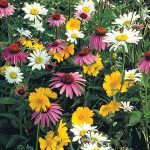 Shade Loving Wildflower Seed Mixture (0.5 oz. Seed Packet)
