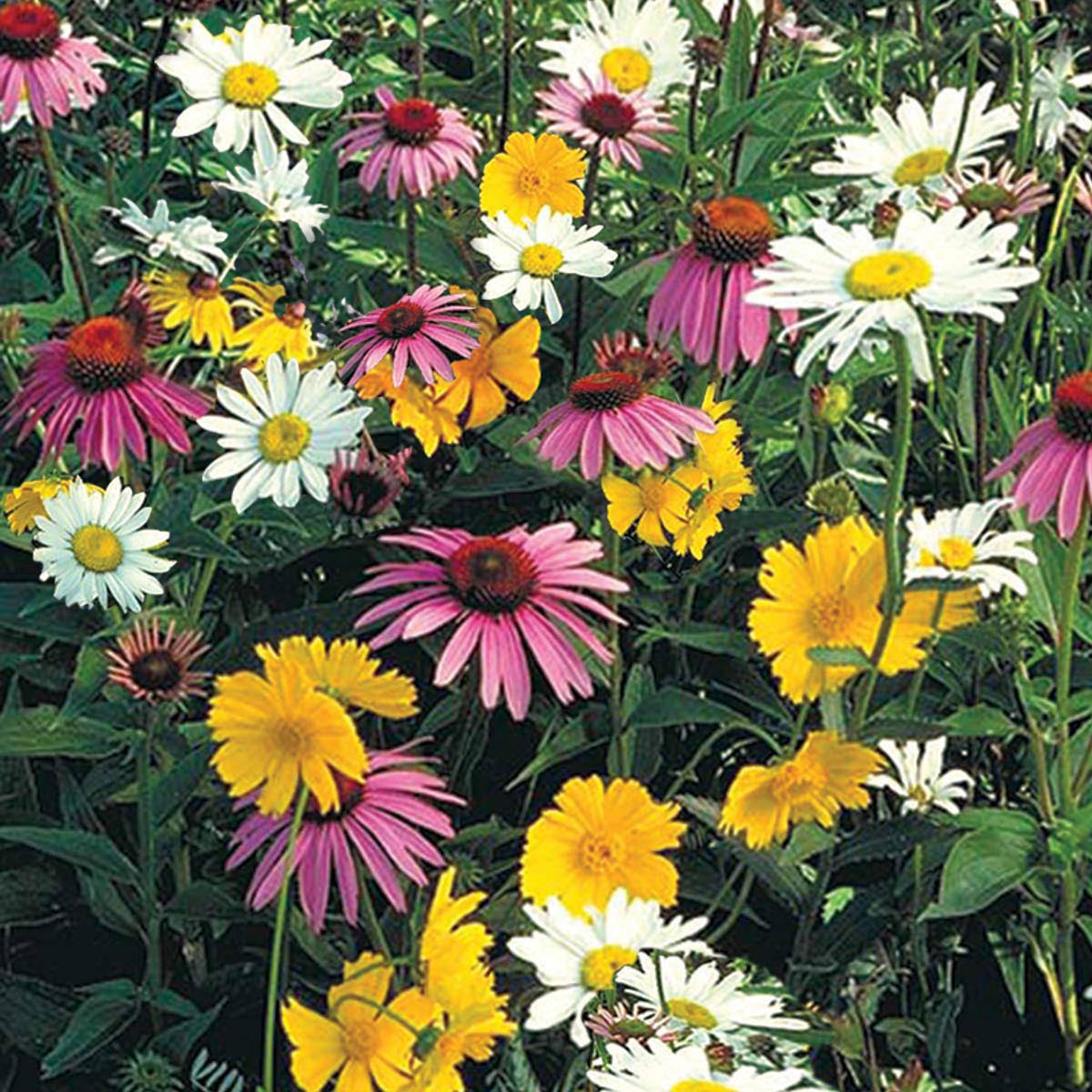 522870aaade35d859c63f7dd4e6821b2ba247af4a327d0af1857ea27cf9619e3.jpg Shade Loving Wildflower Seed Mixture (0.5 oz. Seed Packet) - Image 1