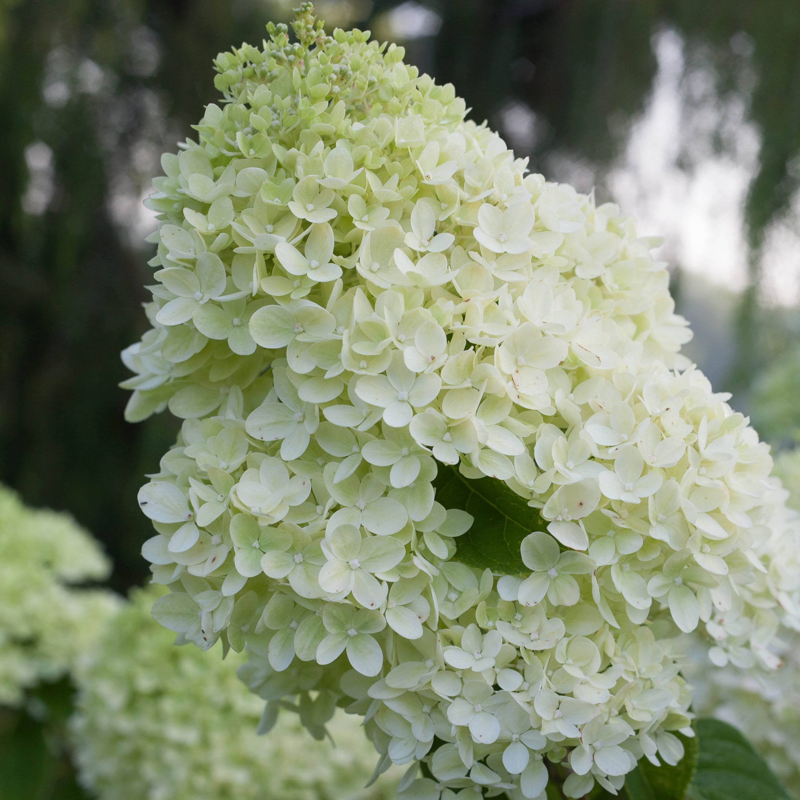 53537514e9b9de2e8ba96b55587bc428867ef49b80a7964df68c3cc809678fde.jpg 1 gal. Little Lime Punch Panicle Hydrangea (Paniculata) Live Plant, Sh - Image 1