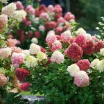 Proven Winners Little Lime Punch Panicle Hydrangea (Paniculata) Flowering Shrub in 1-Quart Pot | HYDPRC1217800