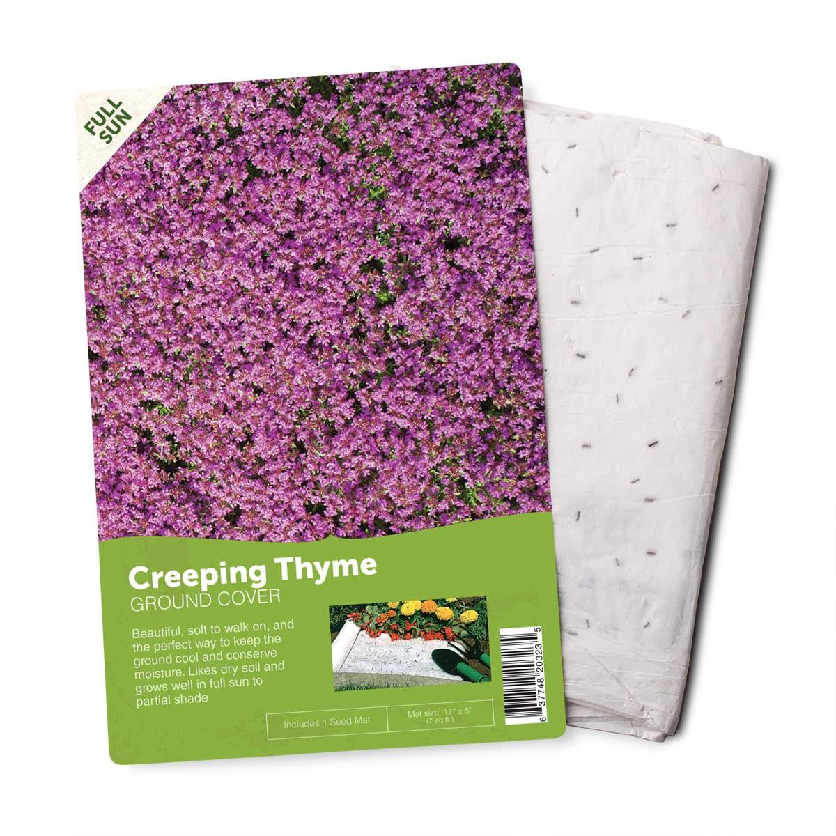 538559e3195a531d252036c1758d16b832cc646bd352b743147ae4069e955aa3.jpg BloomingBulb Creeping Thyme Seeds (Flower Mat) | 51122 - Image 1