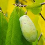 1-2 ft. - American Paw Paw Tree - The Most Unique Fruit Tree Outdoor Plant