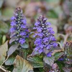 1 Gallon - Chocolate Chip Ajuga Plant - Showy Purple Blooms You Can Walk On