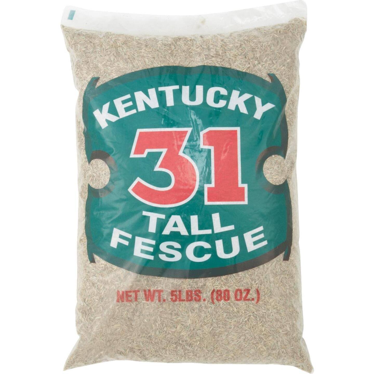 54ad2f14ebb0ee5c30402b54751379701887d0f804596168a68d8893d4650370.jpg Barenbrug 16205 Kentucky-31 Tall Fescue Grass Seed, 5 lbs - Image 1