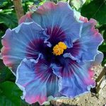 30+ Premium Rare Exotic Hibiscus Flower Seeds, Huge 10-12 inch Flowers, Fairy Dust, Heirloom, Perennial, Gardening Gifts-QAUZUY Garden