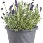 Bonnie Plants 8" Generic Round Pot - Each