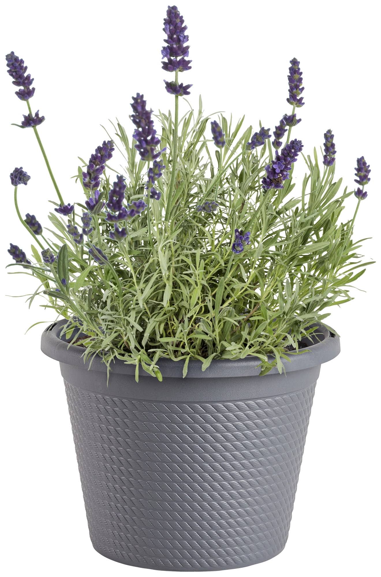 555f96b38ba7e7c70026eabf7739bcf566c268d062f820569ff59f17b857f21a.jpg Bonnie Plants 8" Generic Round Pot - Each - Image 1