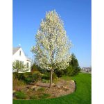 Lowe's Cleveland Flowering Pear Bare-root Tree | FLPR001