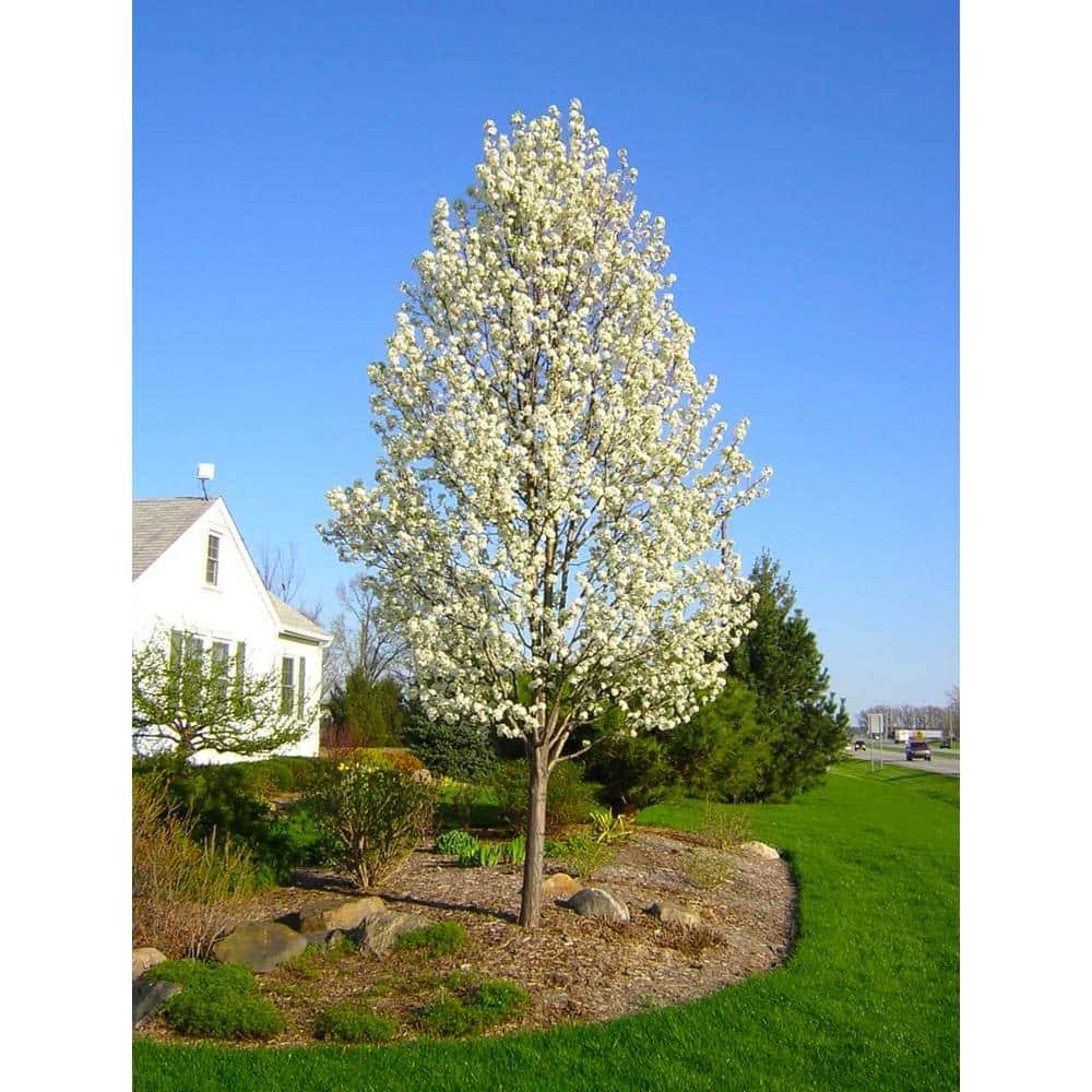 55770952aac09f09a0a1a807cefabac7d3ff3adcd9f70b2eeddde8fefd7333a1.jpg Lowe's Cleveland Flowering Pear Bare-root Tree | FLPR001 - Image 1