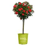 3 gal. Red Double Knock Out Rose Tree with Red Flowers