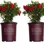 Encore Azalea Red Autumn Bonfire Azalea Flowering Shrub in 2-Gallon (S) Pot 2-Pack | 80372-2