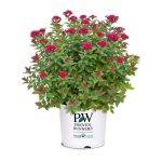 2 gal. Double Play Doozie Spirea with Red to Purple Flowers