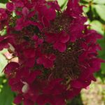VanZyverden Hydrangea Fire and Ice 4" Potted Rocketliners Set of 3