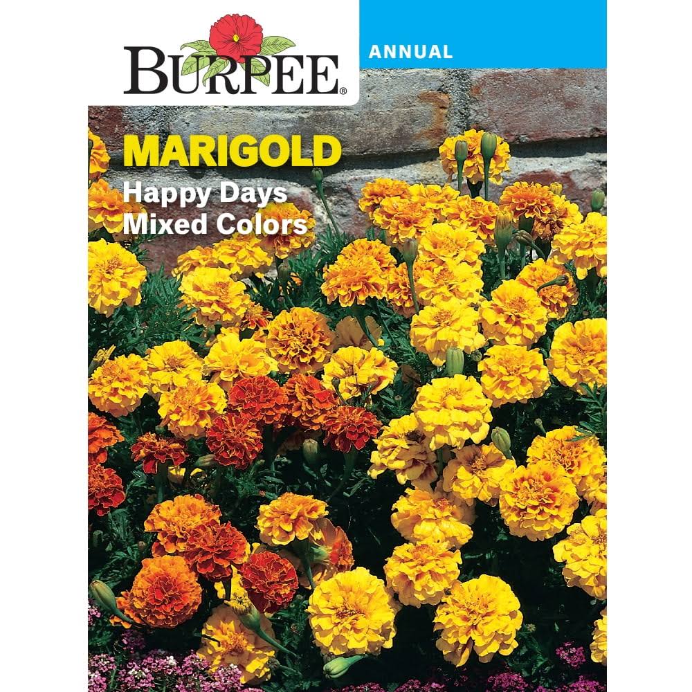 5708975e968b168ee246003b249b2f7f6373461053597eb75827c7e1d337b37e.jpg Burpee Happy Days Mixed Colors Marigold Flower Seed - 1 Pack - Image 1