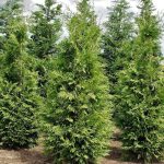 1 gal. Thuja Green Giant Evergreen Tree