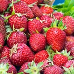 Honeoye Junebearing Strawberry Plants (25-Pack)