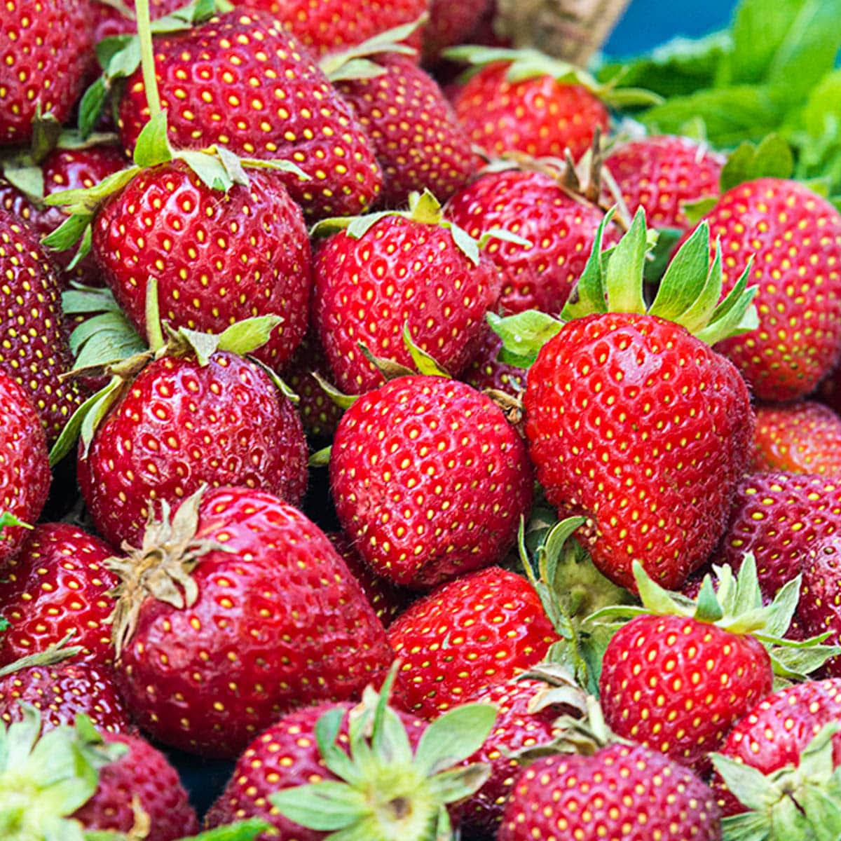 58d467e1e4a70b88c24e19568c1321b729cf8a72fa76b453e8eb9c9bfdd3d54a.jpg Honeoye Junebearing Strawberry Plants (25-Pack) - Image 1