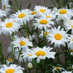 Outsidepride Chrysanthemum Shasta Daisy - 5000 Seeds