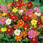 Van Zyverden Dahlia Border Mix Dormant Bulb Full Sun, Multi-Color