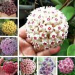 CHUXAY Garden Mix Hoya Carnosa-Porcelainflower,Wax Plant 200 Seeds Hardy Apocynaceae Flowering Plant Houseplant Sweetly Scented Flowers White Pink