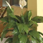 Lowe's White Peace Lily House Plant | Nursery
